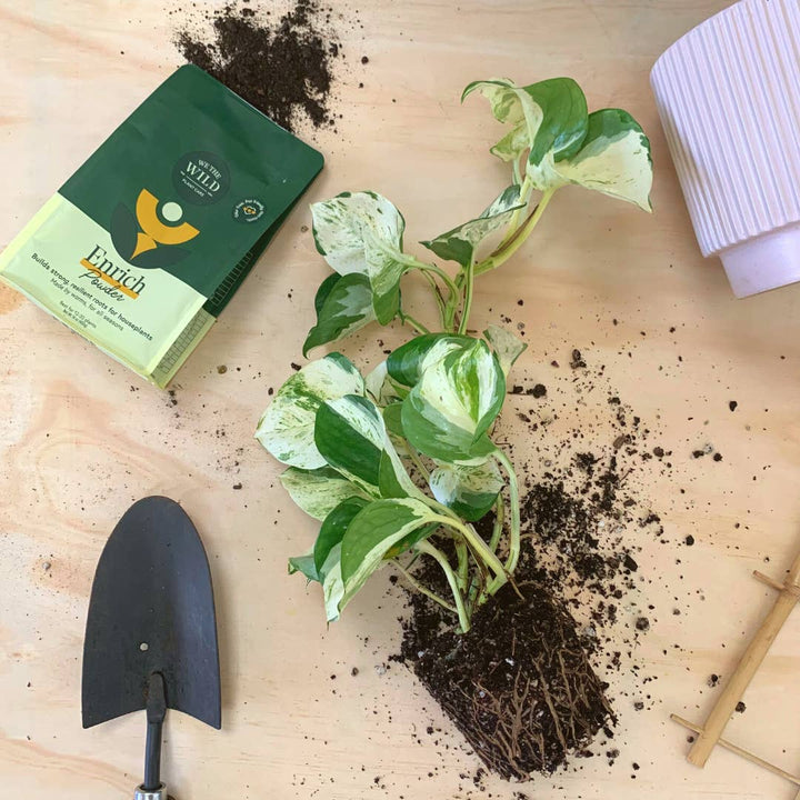 Enrich Powder | Slow - Release Houseplant Food - Echo Market