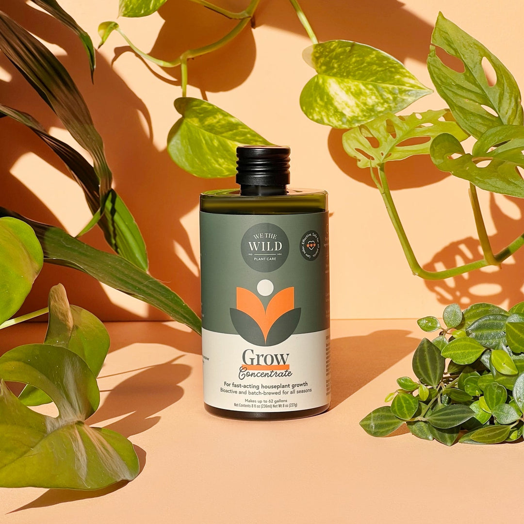 Grow Concentrate | Fast - Acting Houseplant Food - Echo Market
