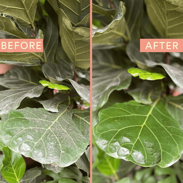 Protect Spray with Neem Oil - Echo Market