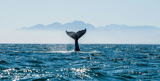 26 Earth-Positive Changes That Have Happened Since Last April