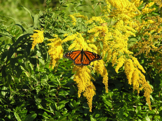 6 Ways to Turn Your Lawn Into a Living Habitat Again