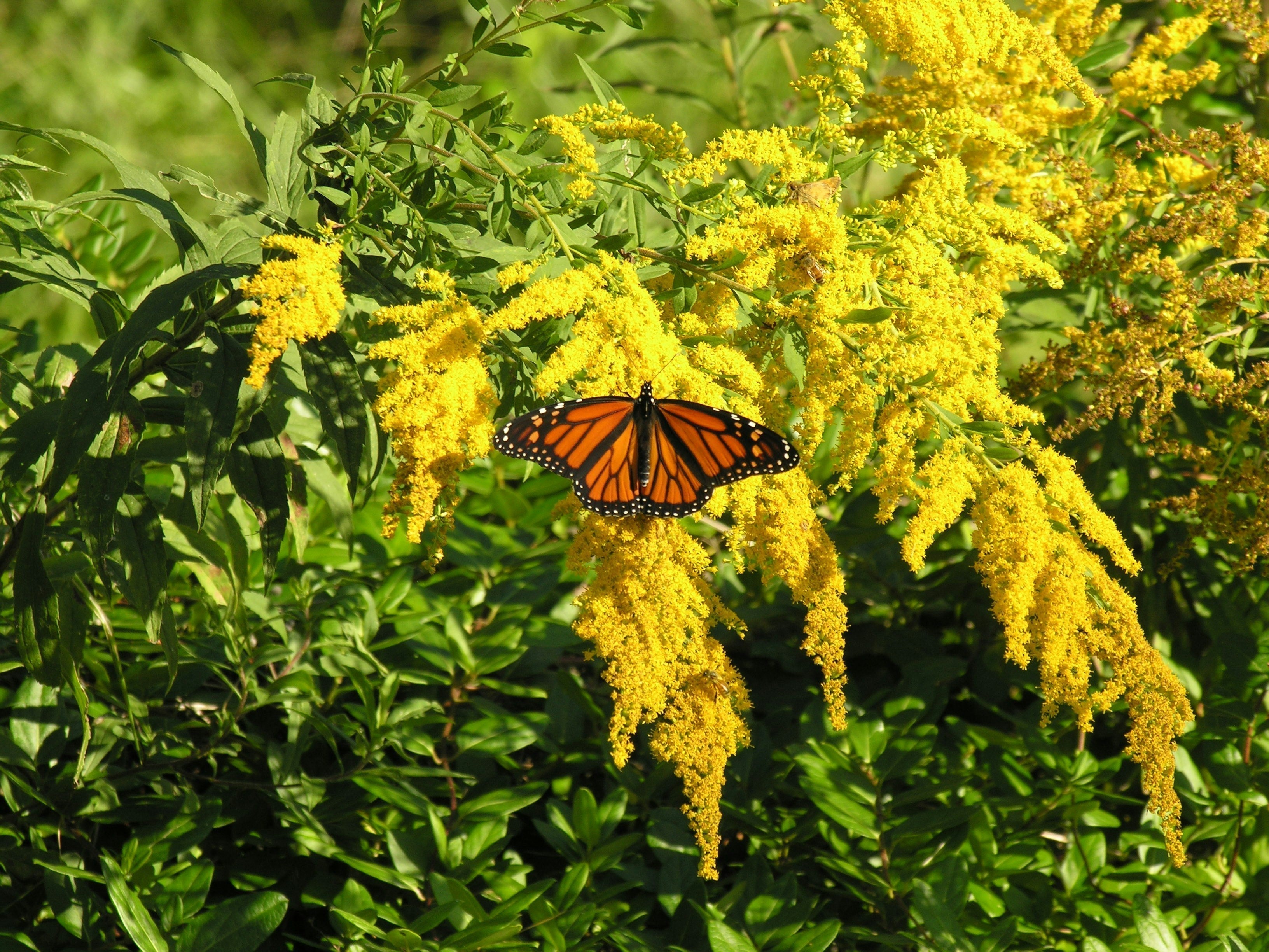 A monarch butterfly landed on a patch of vibrant goldenrod