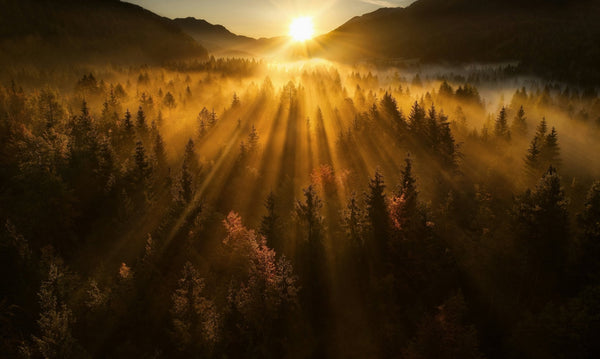 An evergreen landscape with mist sitting atop the trees and the sun rising on the horizon