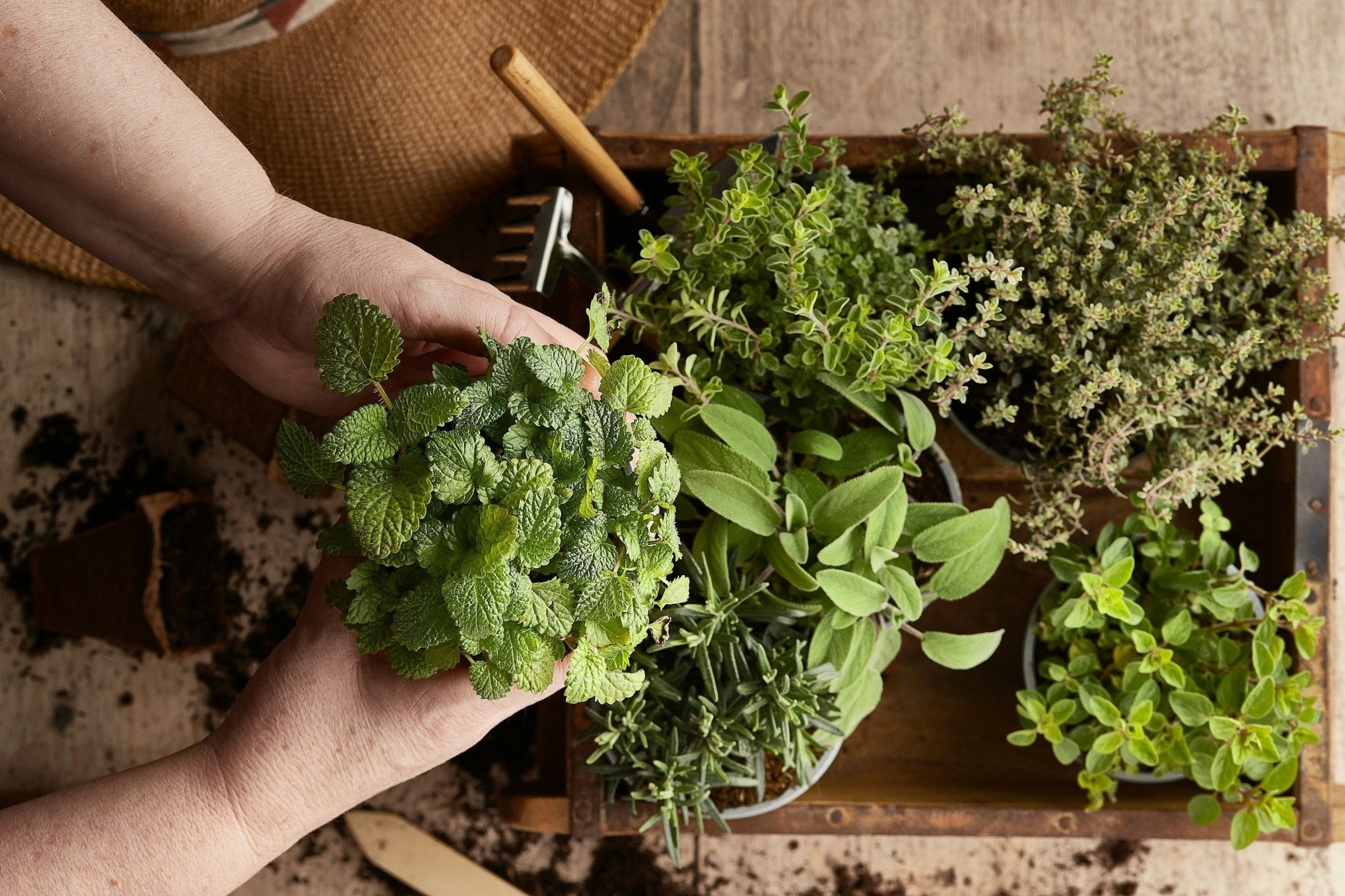 The Early Spring Regenerative Gardening Guide - Echo Market