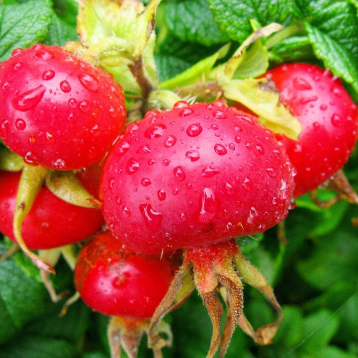 WOO™ Organic Rosehip Oil