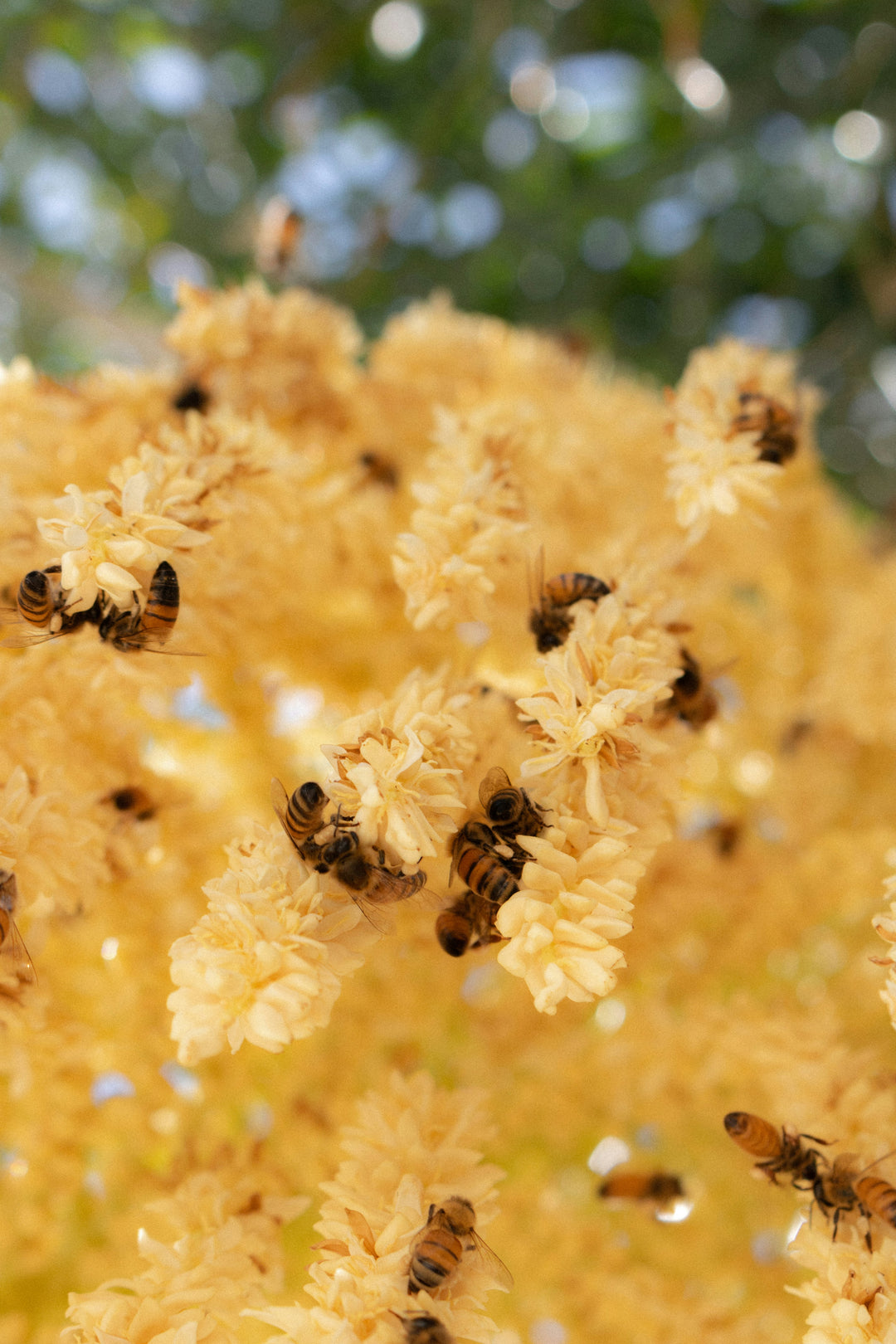 Honey Bees collecting pollen - Showcasing Echo Market's Ethical Approach to Curating Products