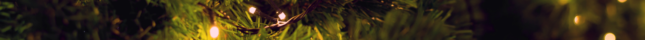 String lights hanging among greenery in a dark setting