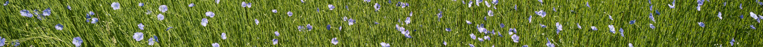 Close-up of grass with small blue flowers