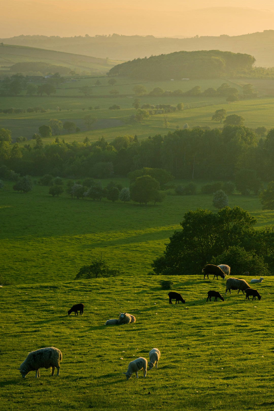 Sheep and lambs grazing on green pastures portraying regenerative agriculture and a regenerative, healthy lifestyle.