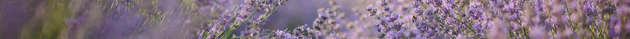 Close-up of lavender plants with a blurred background
