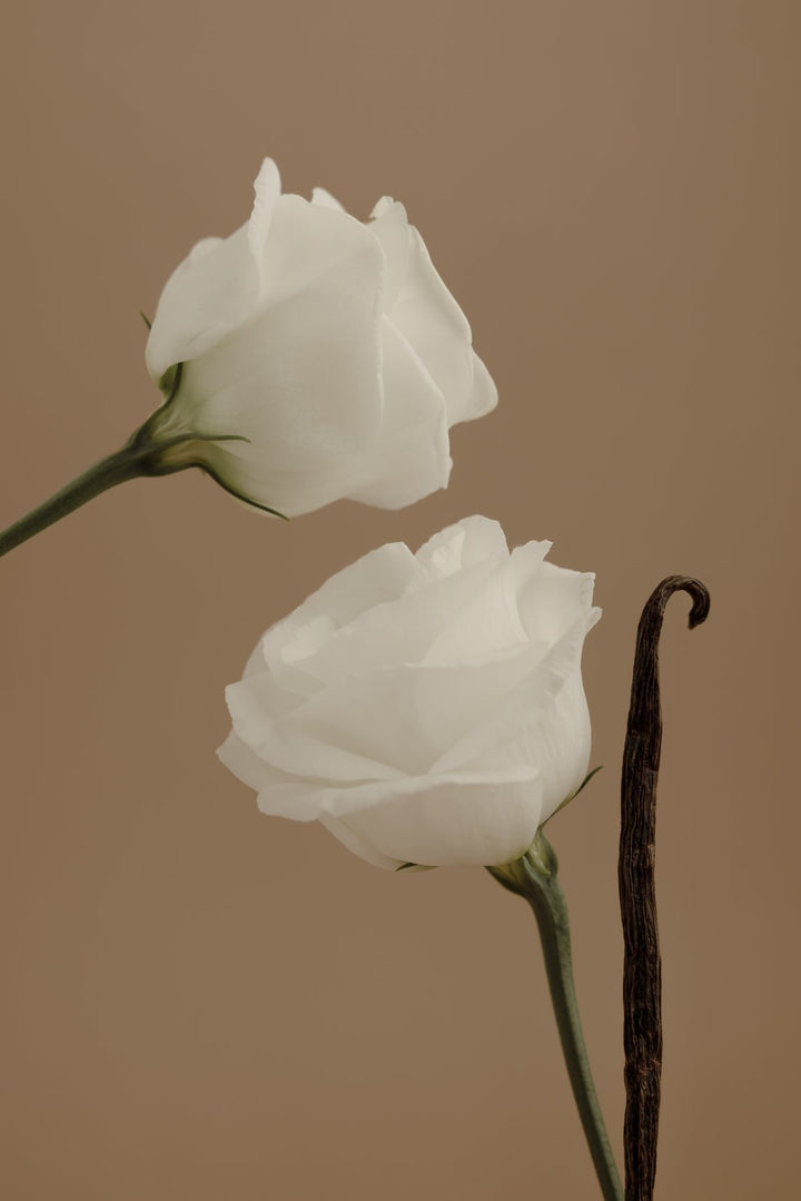 AURA | Non-Toxic Perfume - Echo Market