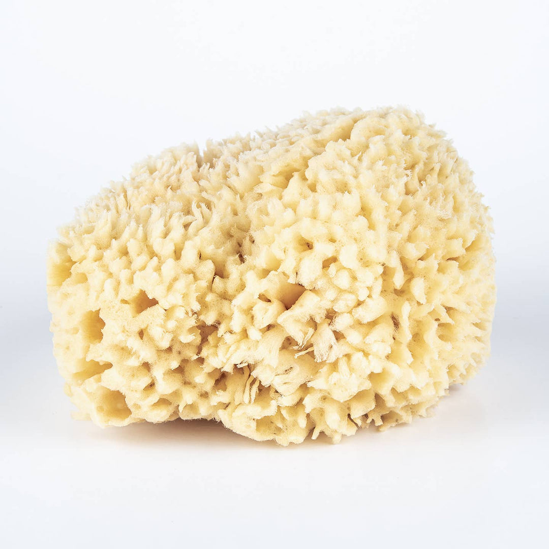 Bath Sea Sponge - Echo Market