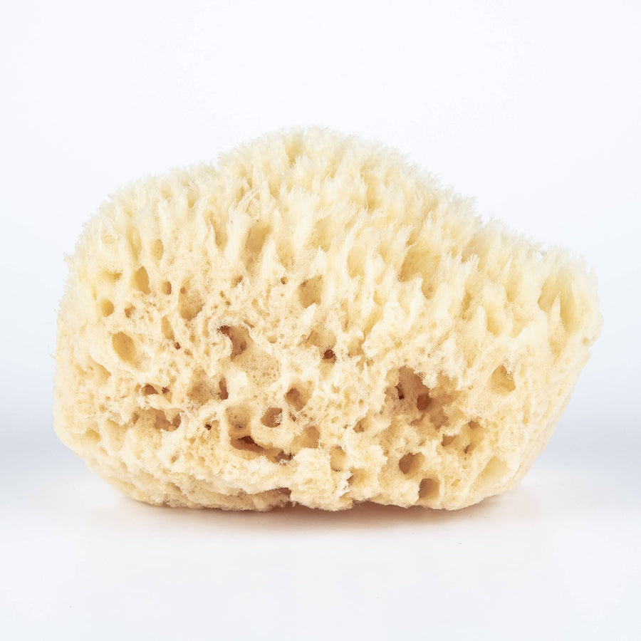 Bath Sea Sponge - Echo Market