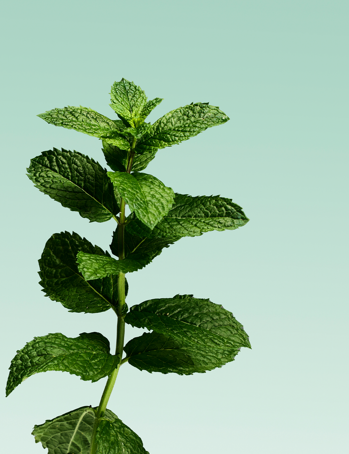 Mint plant on a light green background