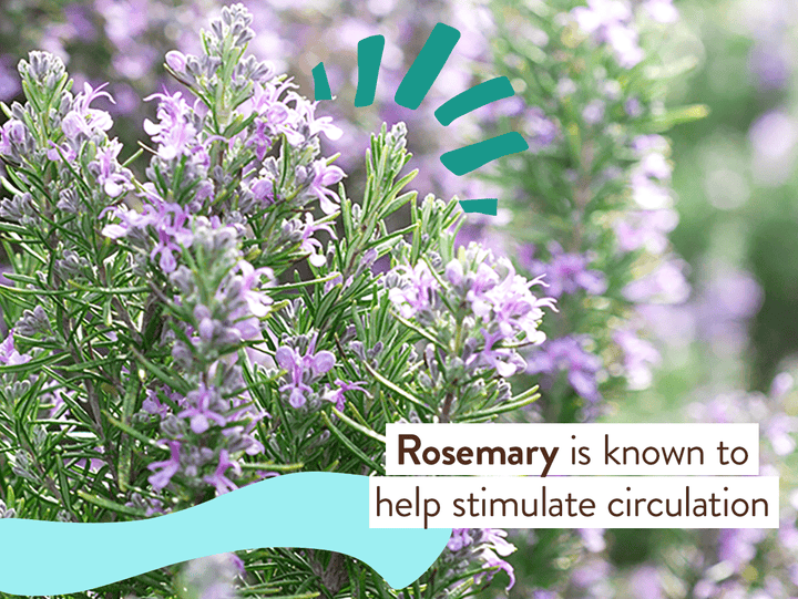 Eucalyptus Remedy Organic Soothing Chest Rub - Echo Market