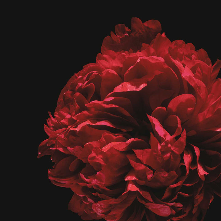 Exfoliating Bar Soap | Monaco - Echo Market