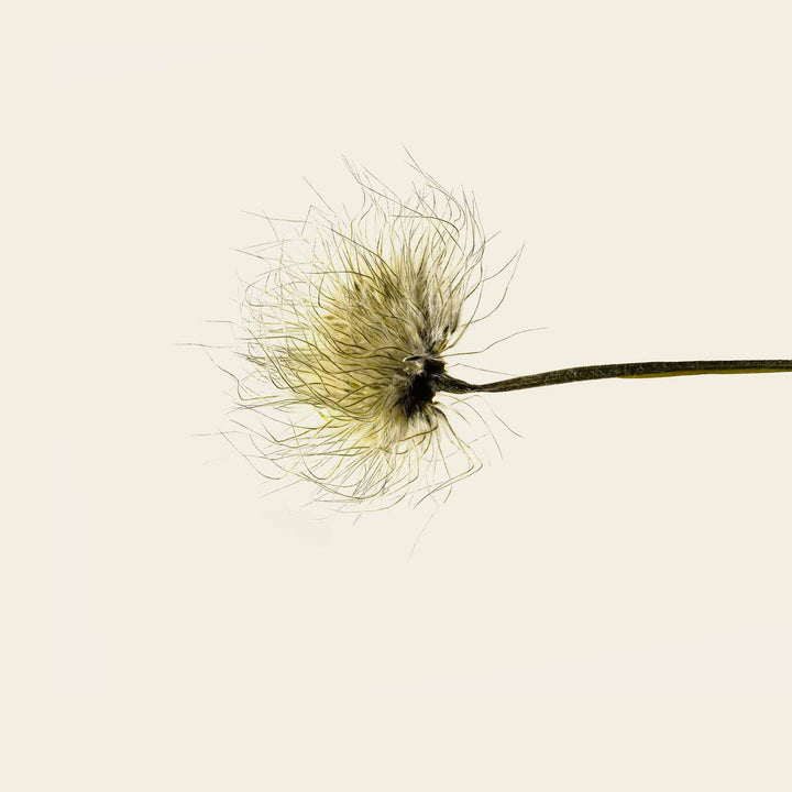 Exfoliating Bar Soap | Provence - Echo Market