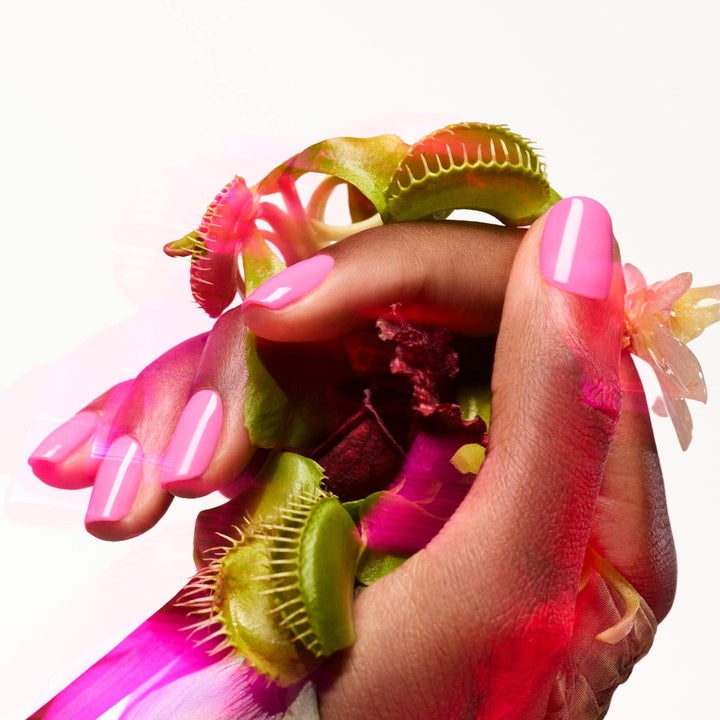 Venus flytrap with a hand wearing pink nail polish holding it against a white background