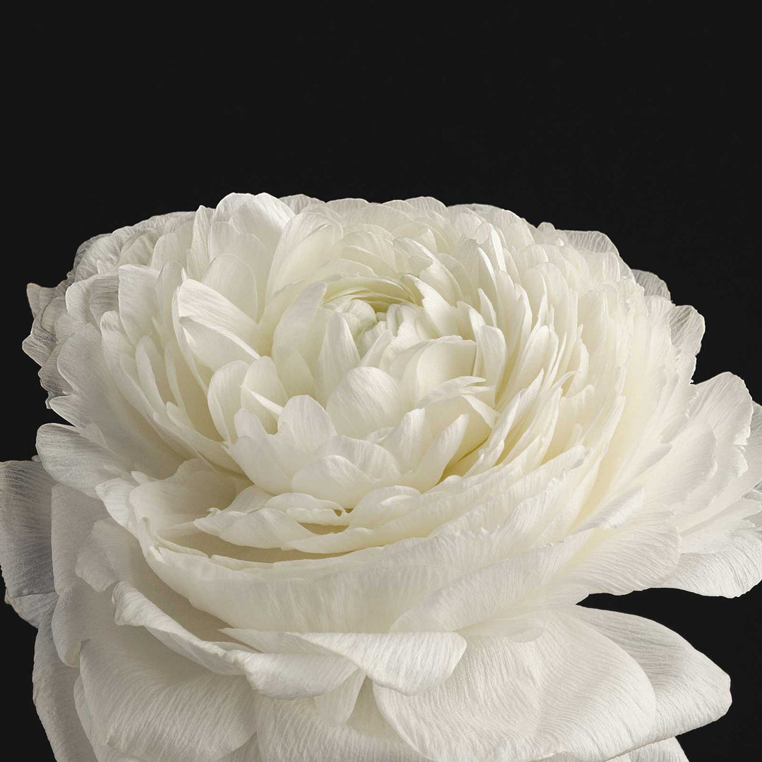 Hydrating Hand Cream | Taormina - Echo Market