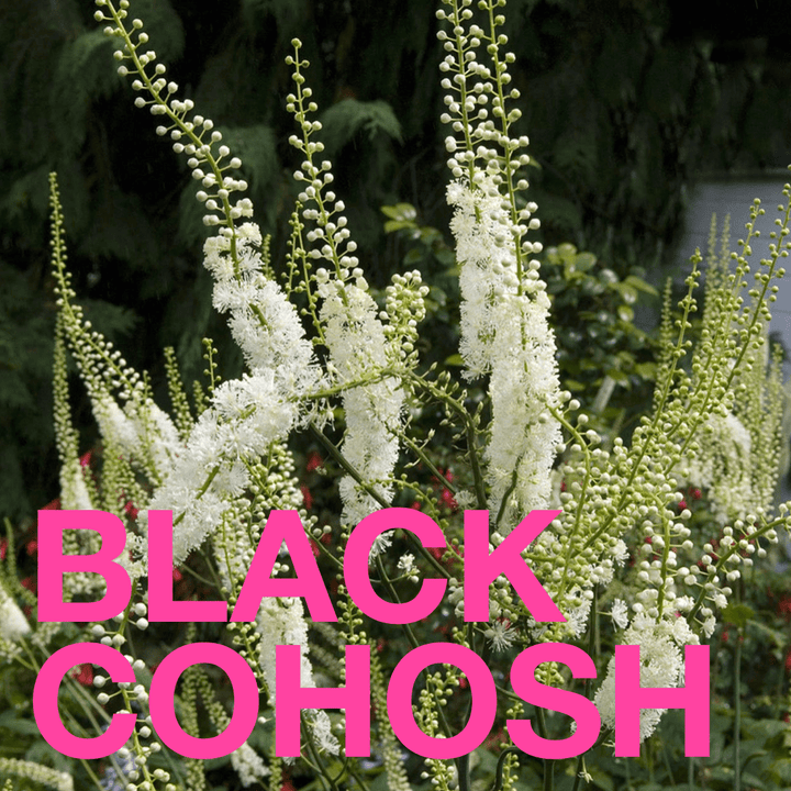 MENOPAUSAL GODDESS | Adaptogenic Chocolate Bar - Echo Market