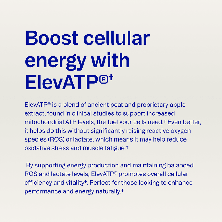 Muscle Memory Creatine Powder - Echo Market