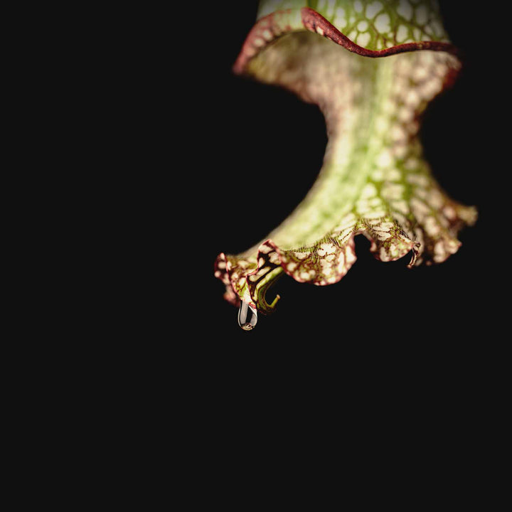 Natural Deodorant | Tulum - Echo Market