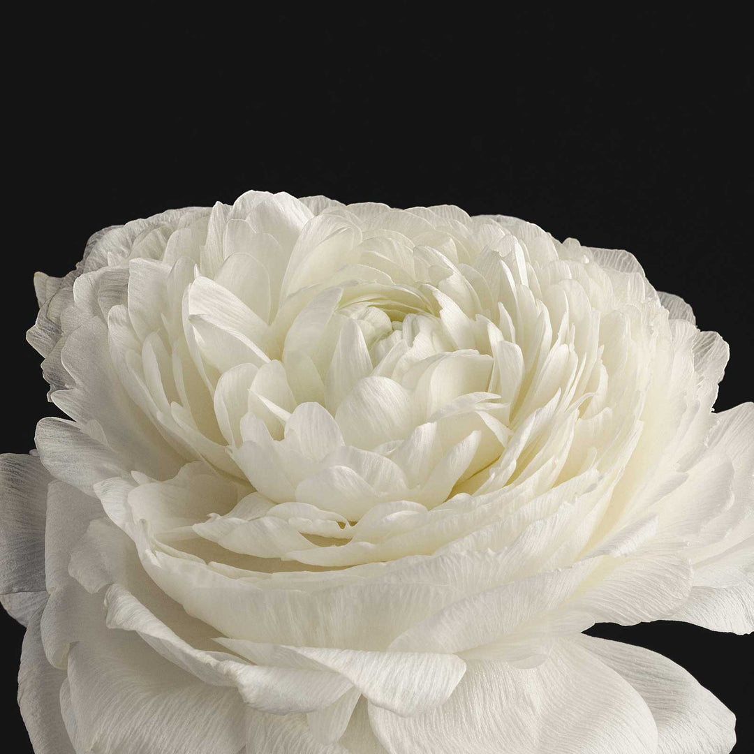 Exfoliating Bar Soap | Taormina