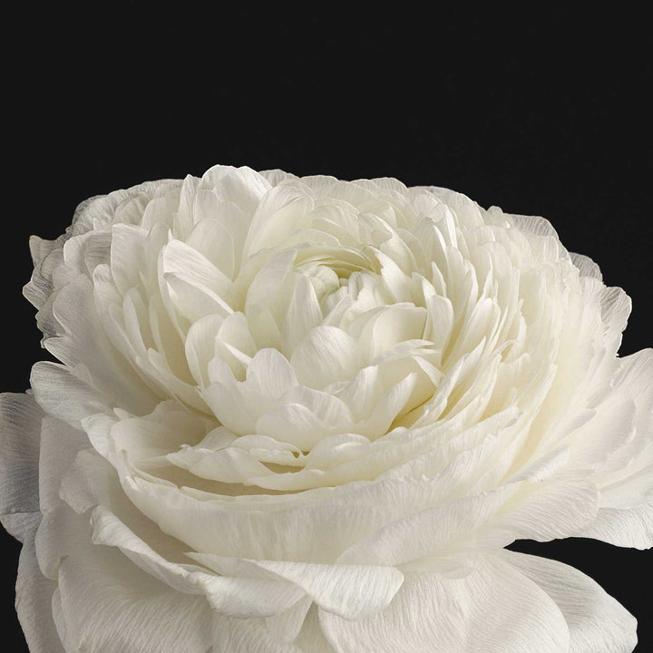 Exfoliating Bar Soap | Taormina