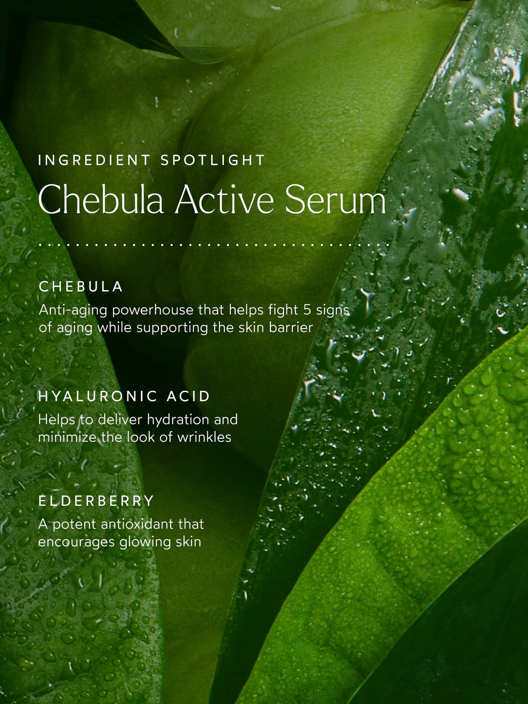 Renew Chebula Active Serum - Echo Market