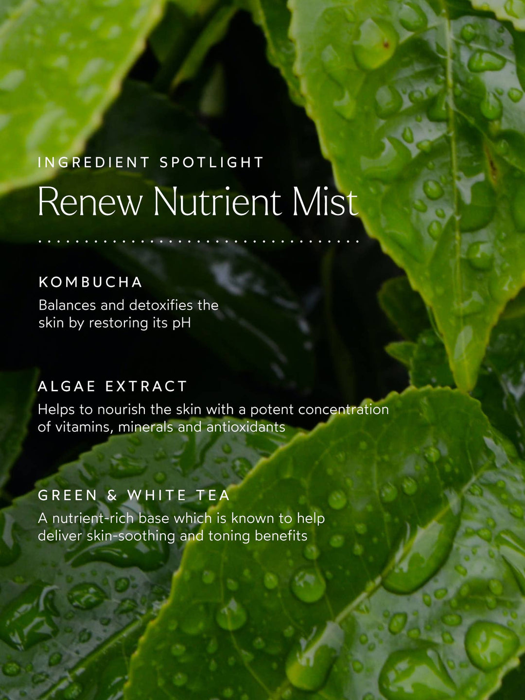 Renew Nutrient Mist - Echo Market