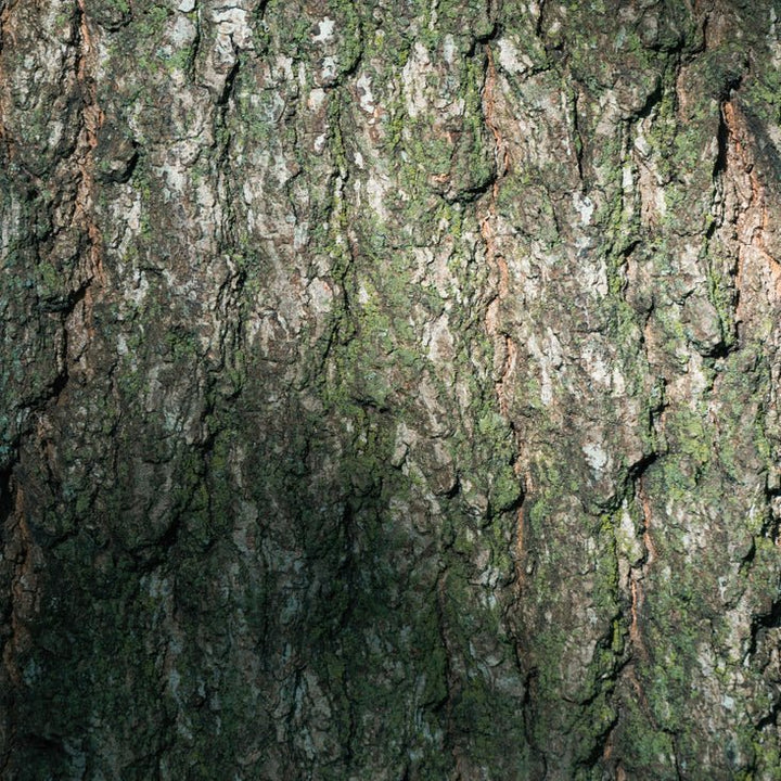 Close-up of textured tree bark with lichen patches and rough brown and gray tones.