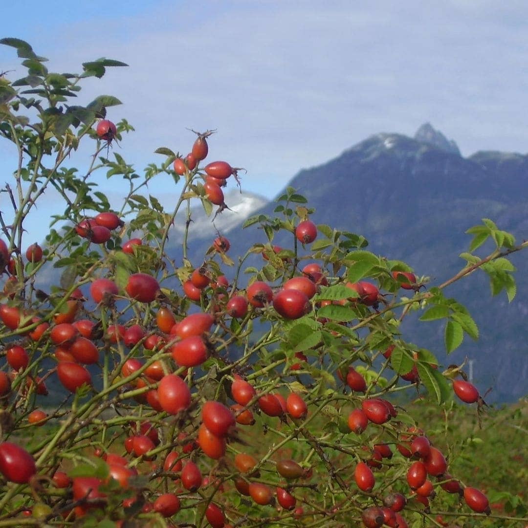 WOO™ Organic Rosehip Oil - Echo Market