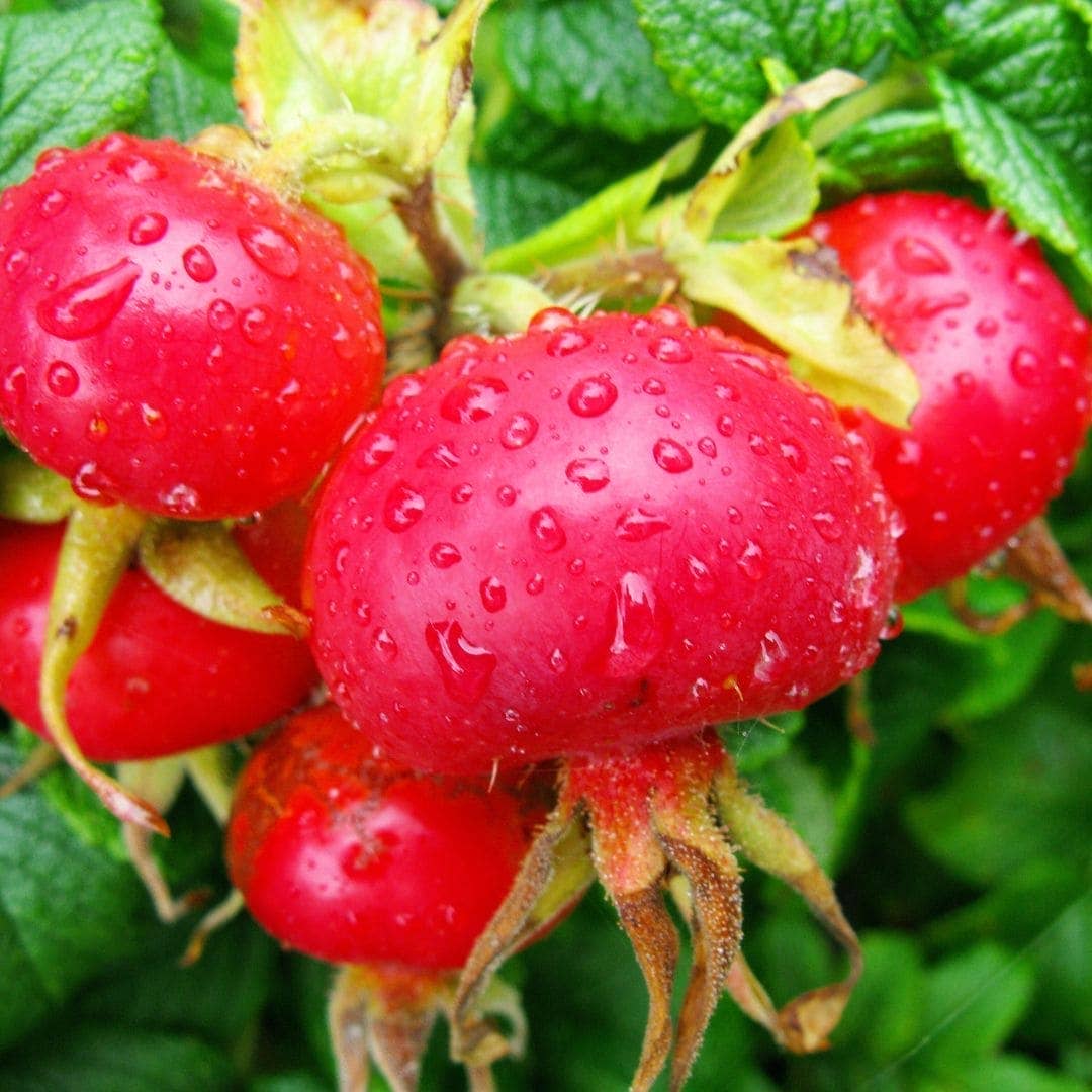 WOO™ Organic Rosehip Oil - Echo Market