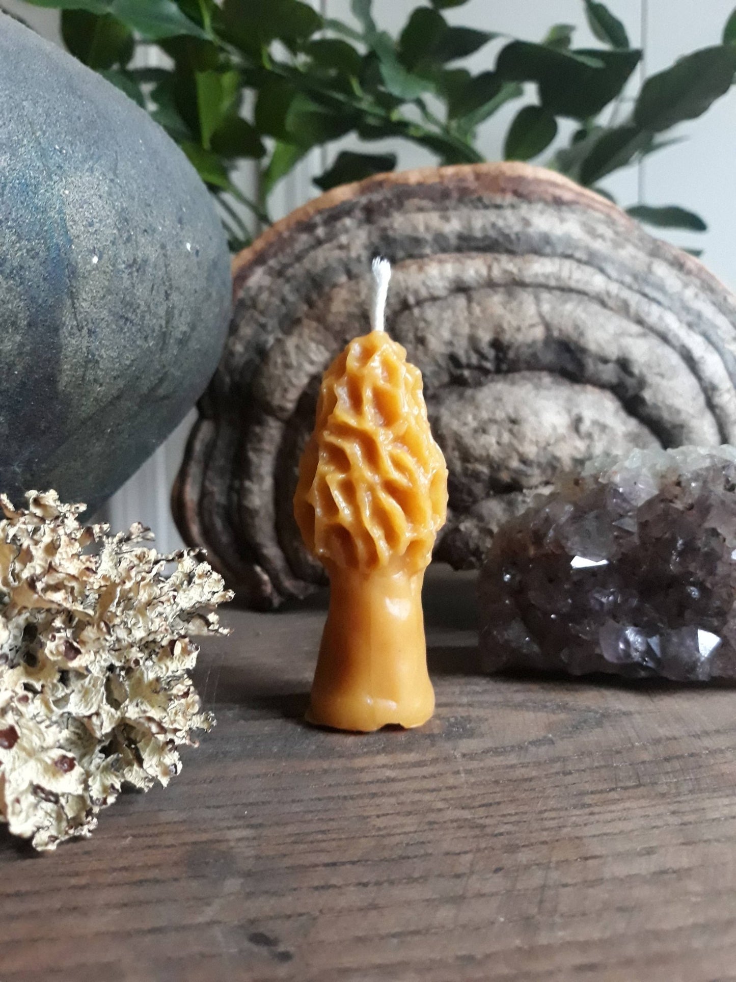 Morel Mushroom Beeswax Candles: Large - Echo Market