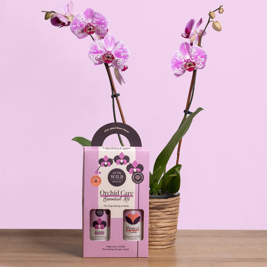 Orchid Essential Kit - Echo Market